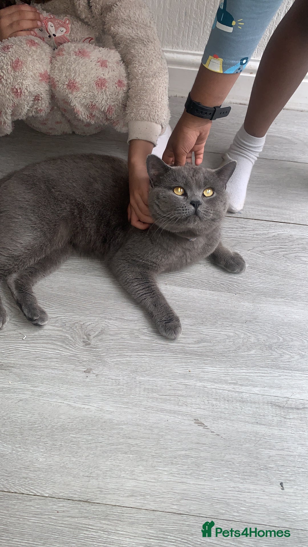 British Shorthair cats for sale: British short hair male - Image 1