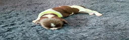 English Springer Spaniel dogs for sale: KC Reg - L&W B&W *Docked&Vetted* 7 Dogs available  - Advert 14