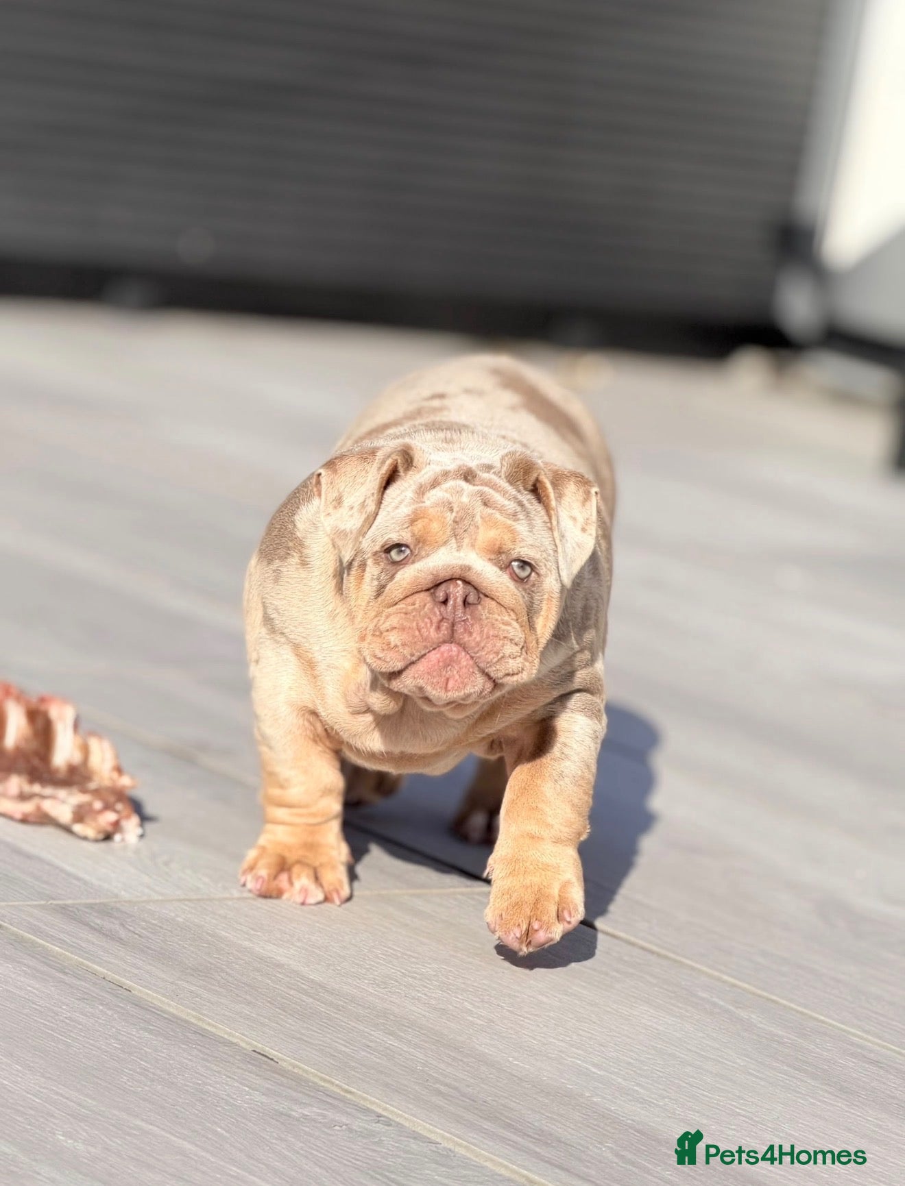 English Bulldog dogs 🔥 Epic Bullyz Major Daughter X Posher Turkish 🔥  - Advert 1