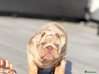 English Bulldog dogs 🔥 Epic Bullyz Major Daughter X Posher Turkish 🔥 - Advert 1