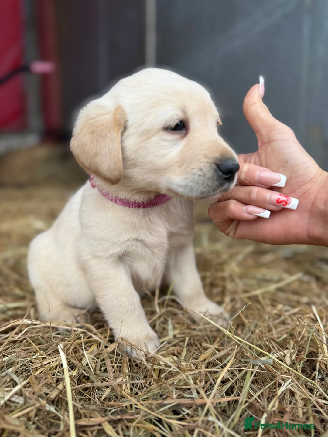 Labrador Retriever dogs for sale: Labrador retriever pups for sale black and gold X in Newark - Advert 7