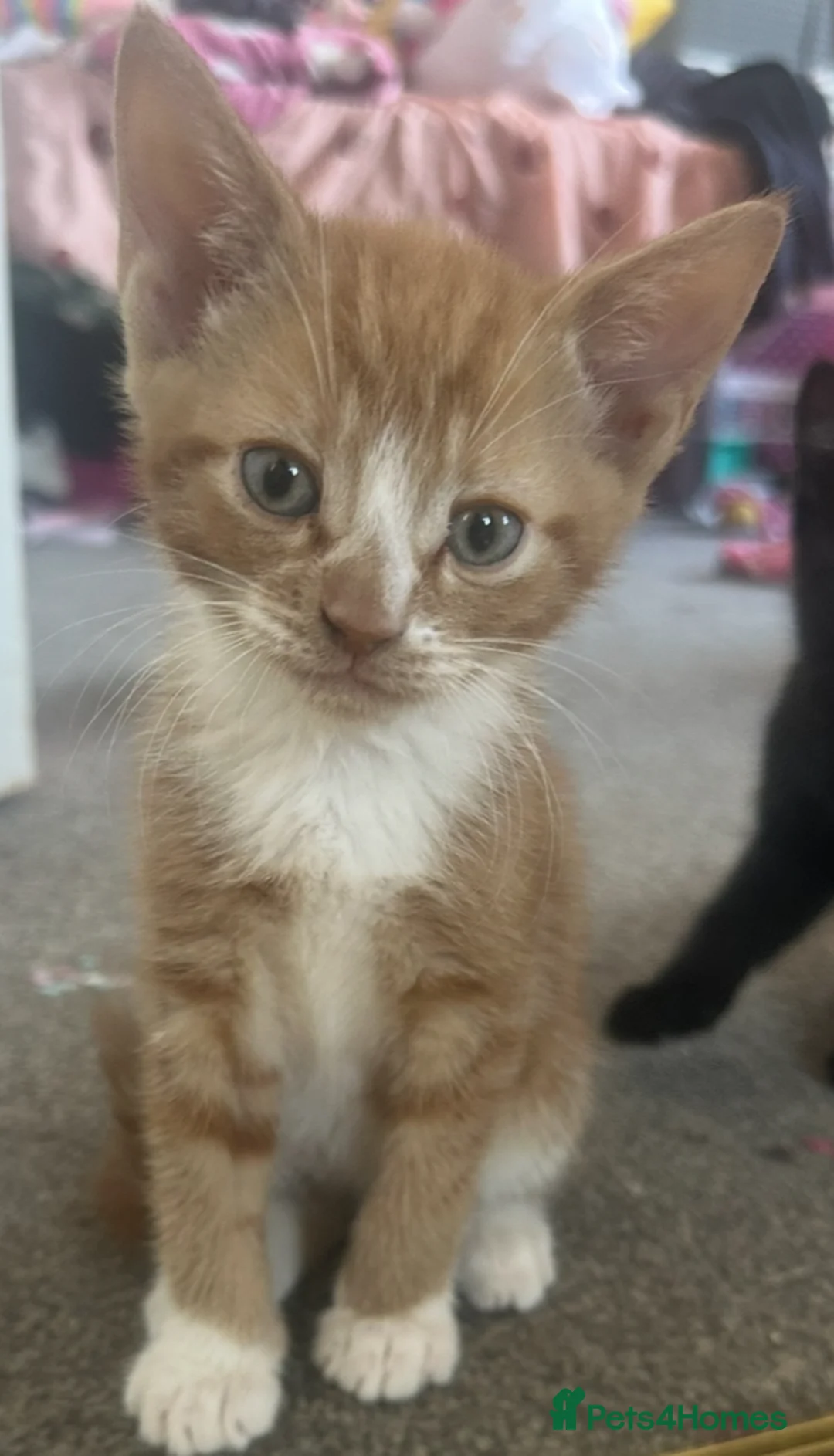 Mixed Breed cats for sale: 4 male kittens for sale - Advert 5
