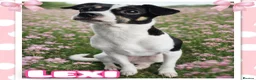 Mixed Breed dogs for sale: Gorgeous little girl in need of a forever home - Advert 8