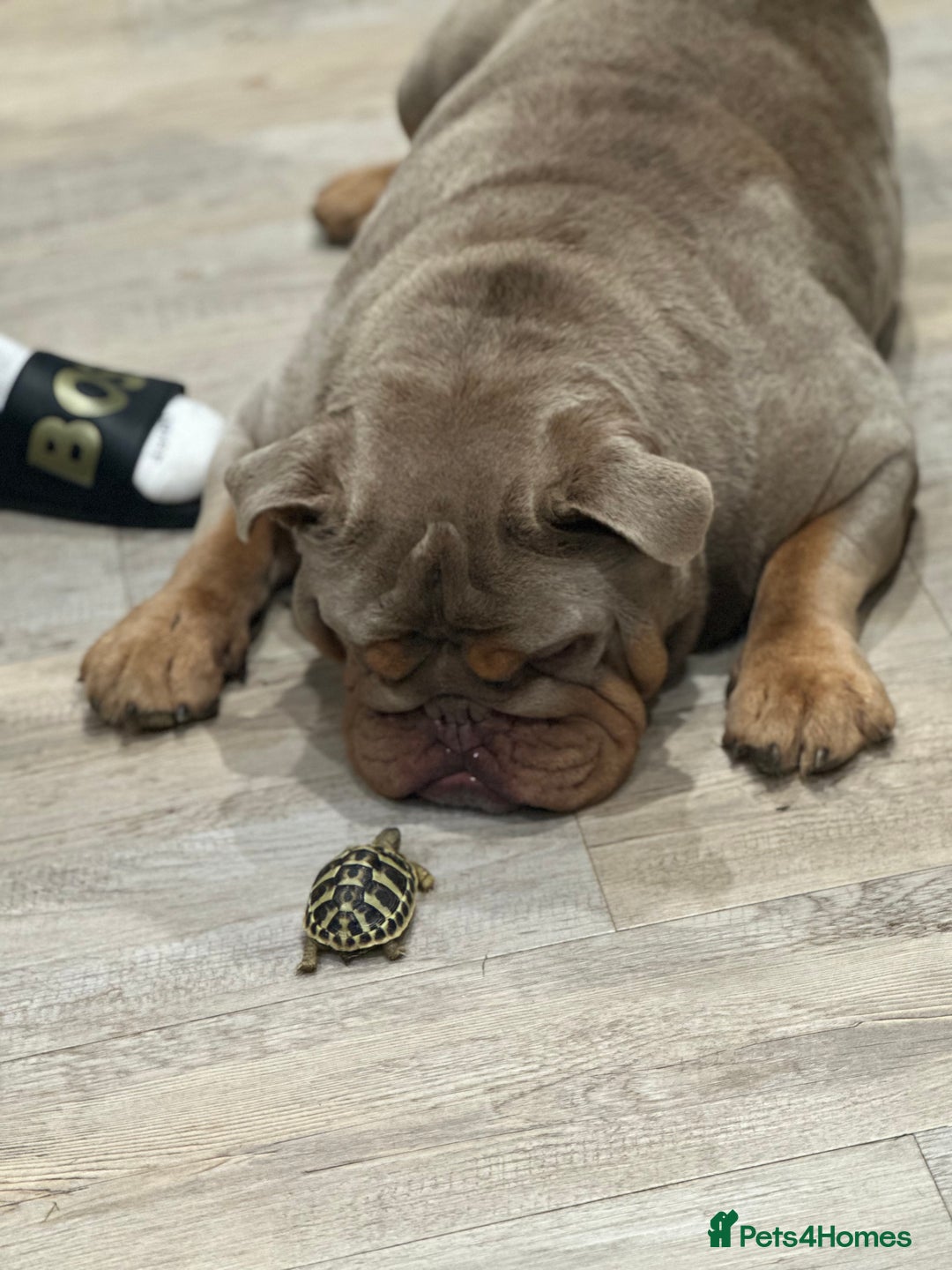 English Bulldog dogs for sale: Loving new home needed  - Image 3
