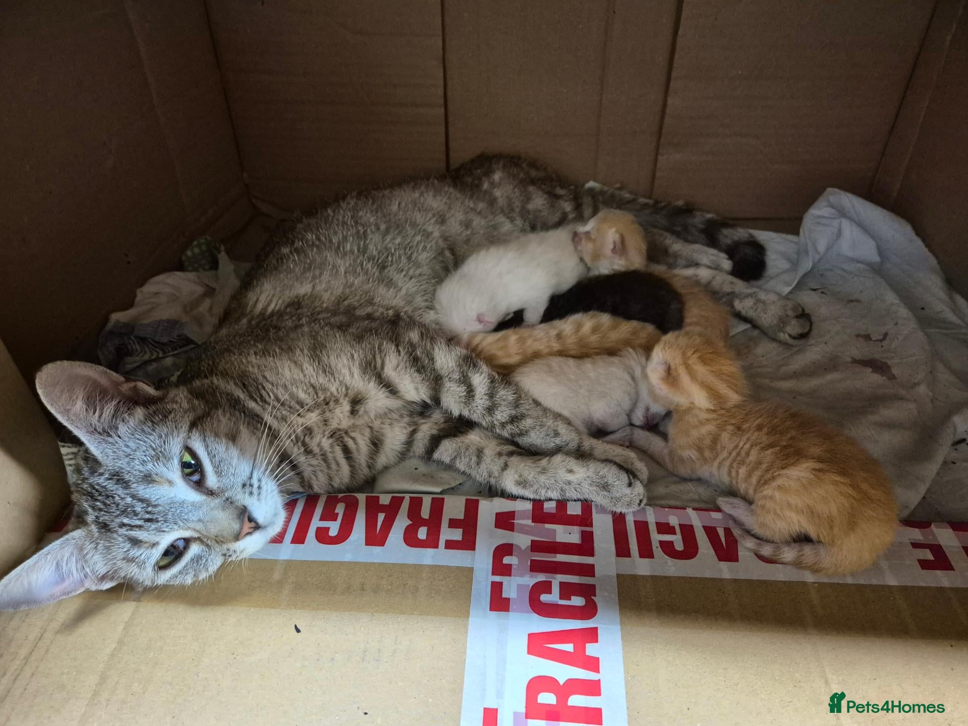 Mixed Breed cats for sale: Kittens ALL RESERVED - Advert 21