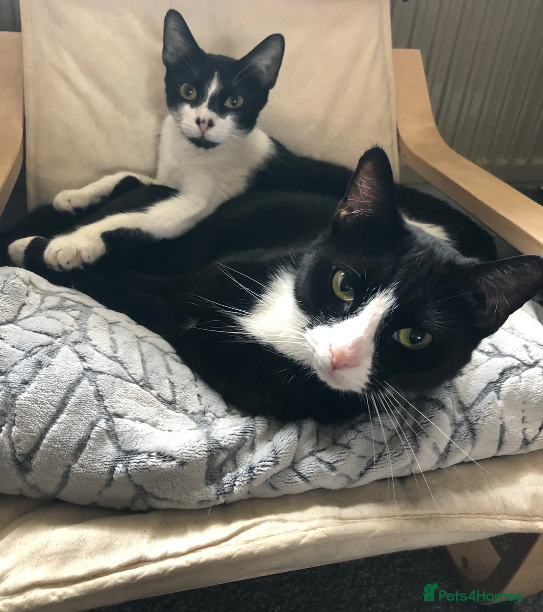 Mixed Breed cats for sale: 2 bonded female cats rehoming - Advert 3