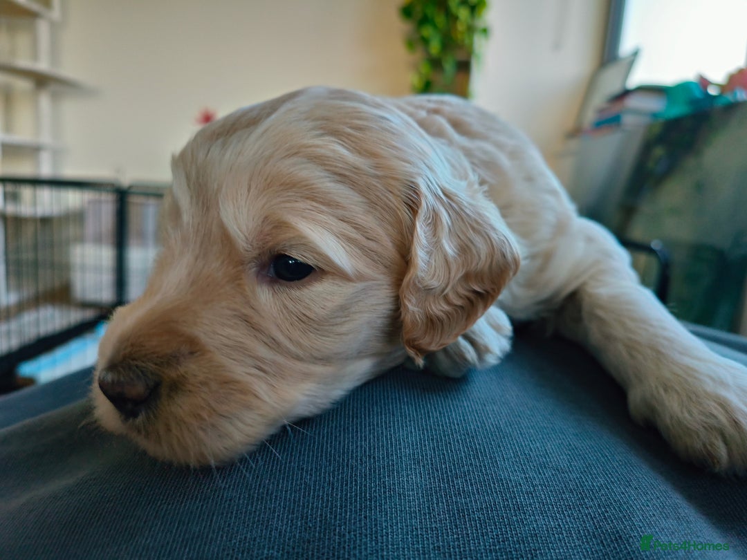 Labradoodle dogs for sale: Australian Labradoodle Puppies - Advert 21