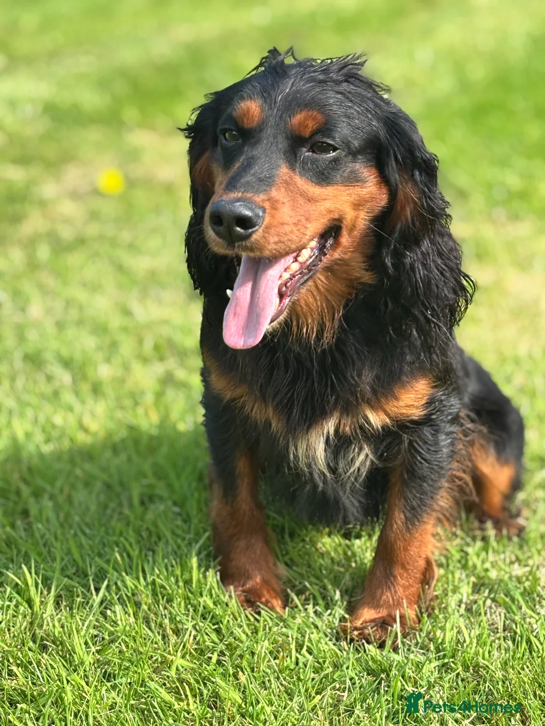 Cocker Spaniel dogs for stud: KC registered Champion bred working cocker  in Middlewich - Advert 25