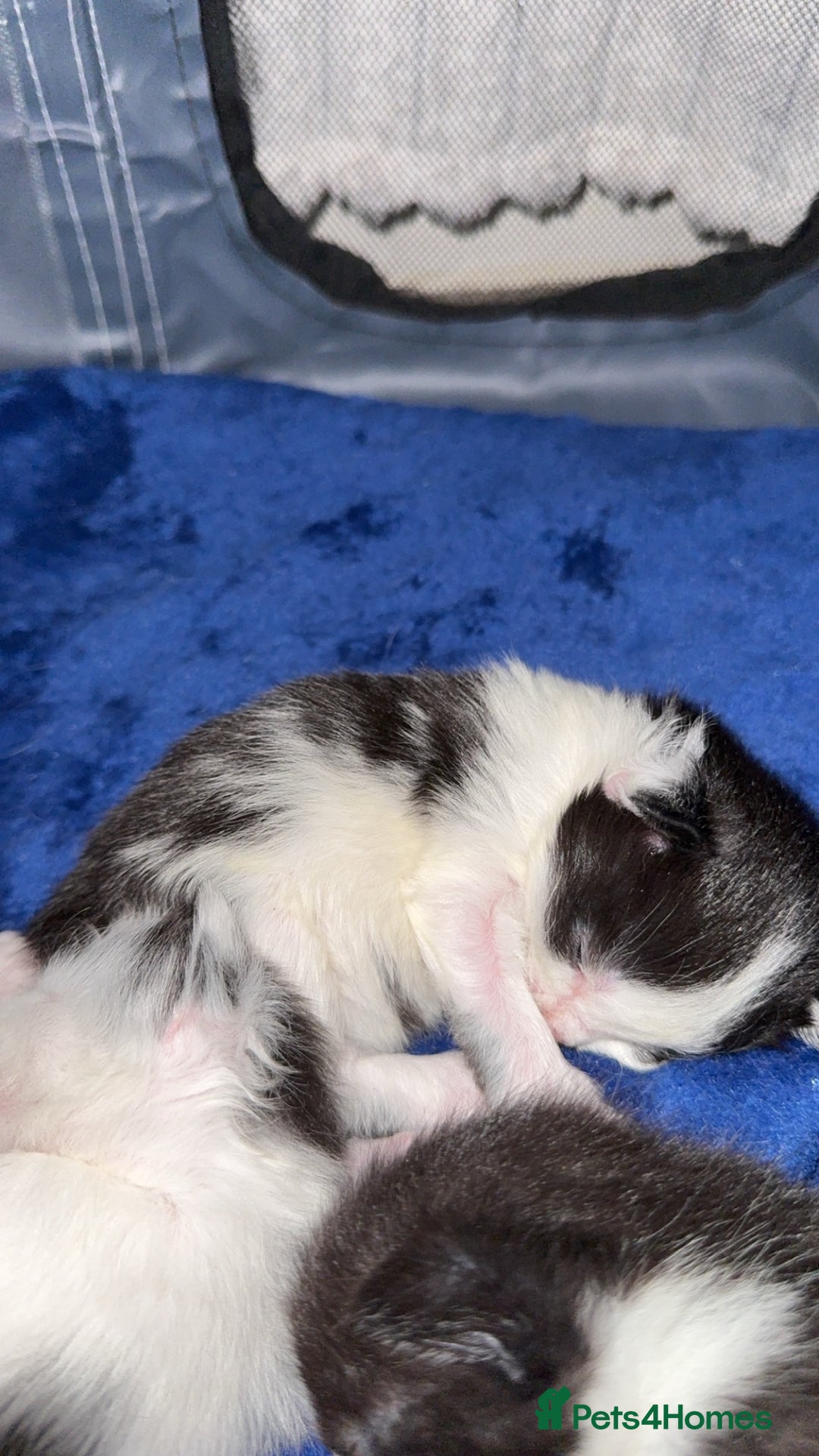 British Longhair cats for sale: Black and white long hair kittens for sale - Advert 13