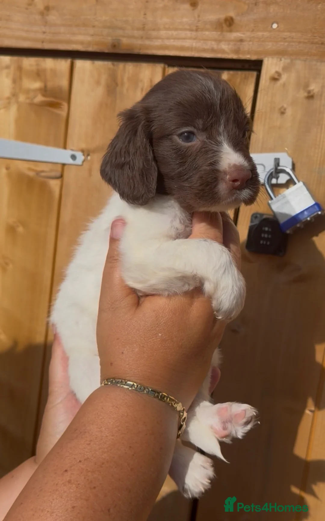 Cocker Spaniel dogs for sale: Cocker spaniel puppy’s  - Advert 1