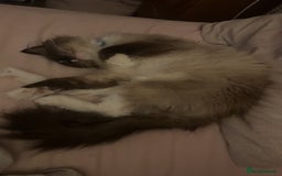 Ragdoll cats for sale: Ragdoll male proven cat.  - Image 5