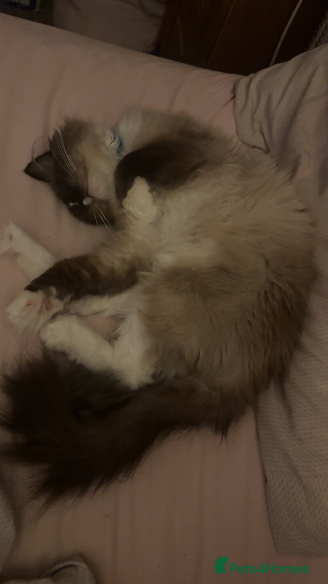 Ragdoll cats for sale: Ragdoll male proven cat.  - Image 5