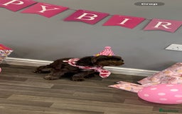 Cockapoo dogs for sale: 3 Cockapoo puppies for sale  - Advert 2