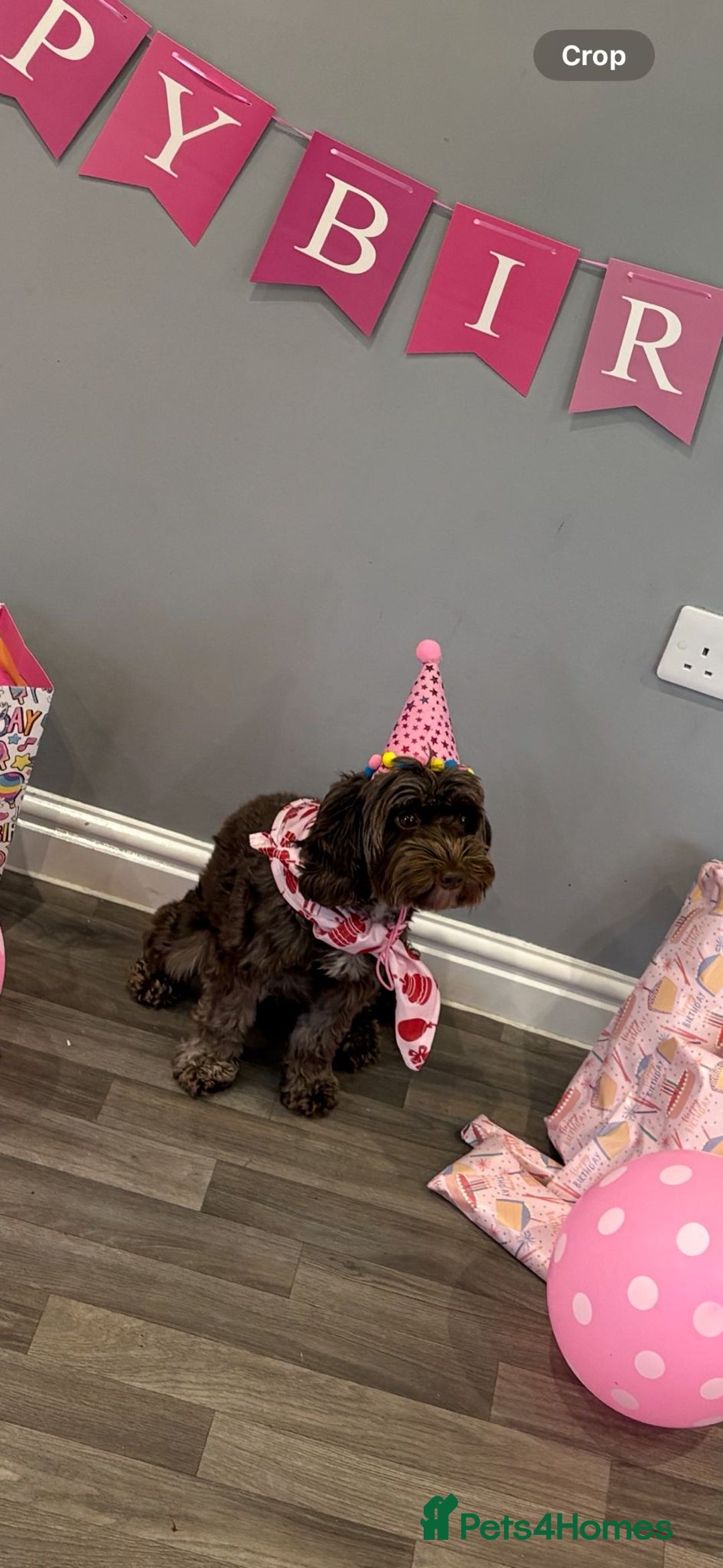 Cockapoo dogs for sale: 3 Cockapoo puppies for sale  - Advert 2