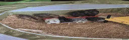 Chickens poultry for sale: 9 Mixed breed 4 week chicks in London - Advert 3