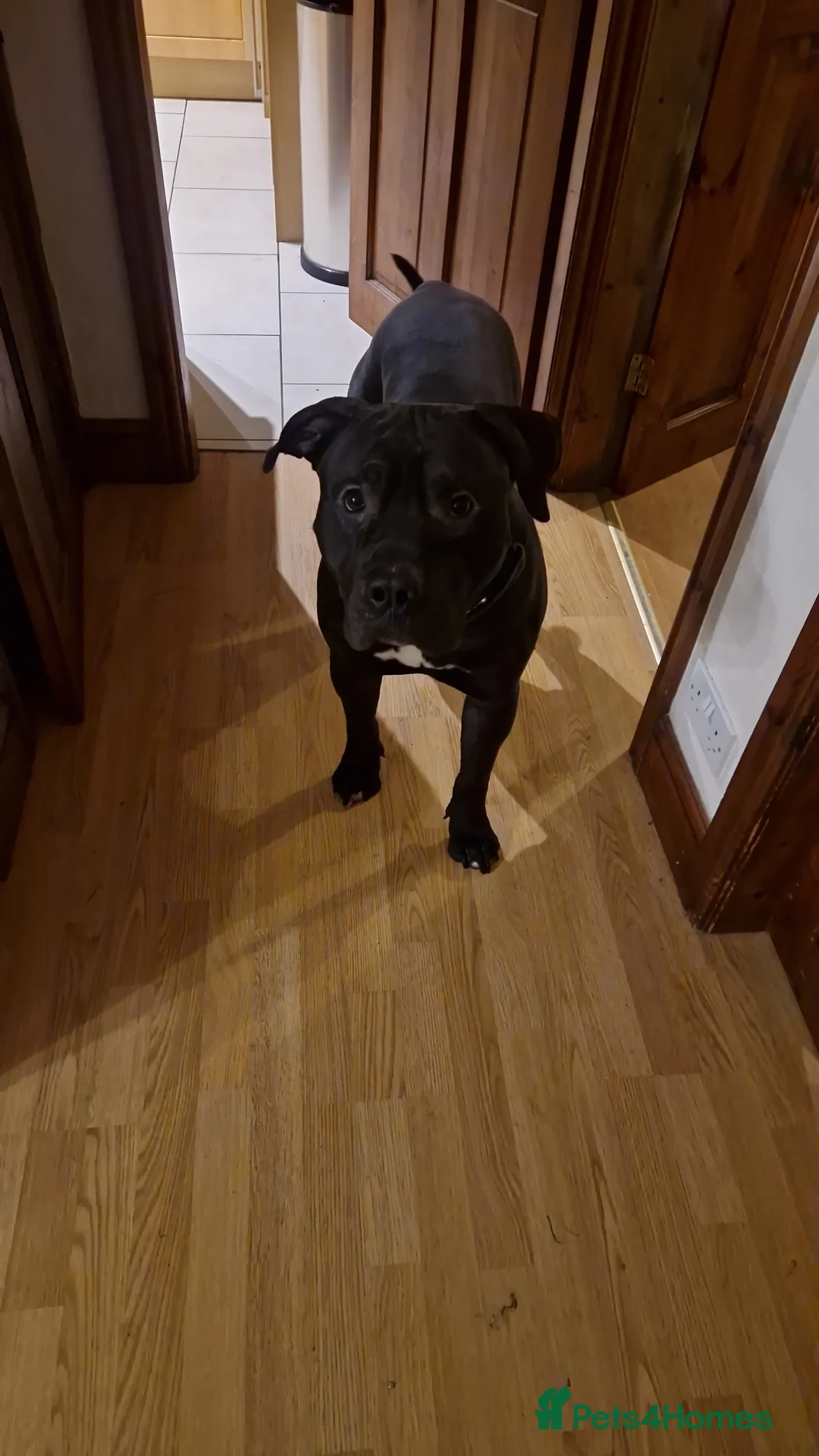 Presa Canario dogs for sale: Presa Canario, 2y3m – Big soft lad, cuddle monster - Advert 2