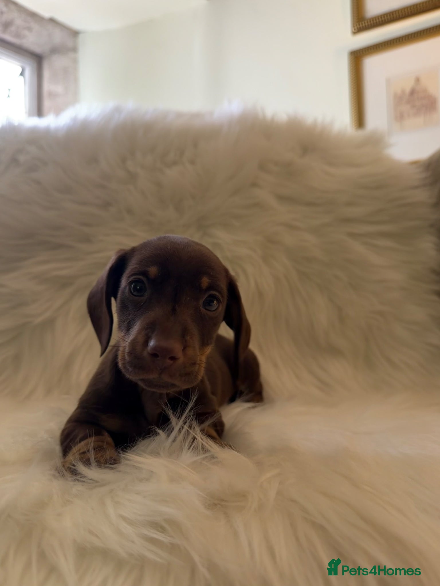 Miniature Dachshund dogs Miniature dachshund puppies - Advert 10