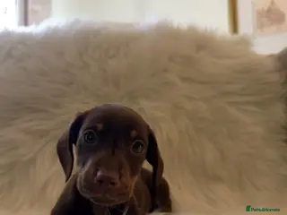 Miniature Dachshund dogs Miniature dachshund puppies - Advert 10