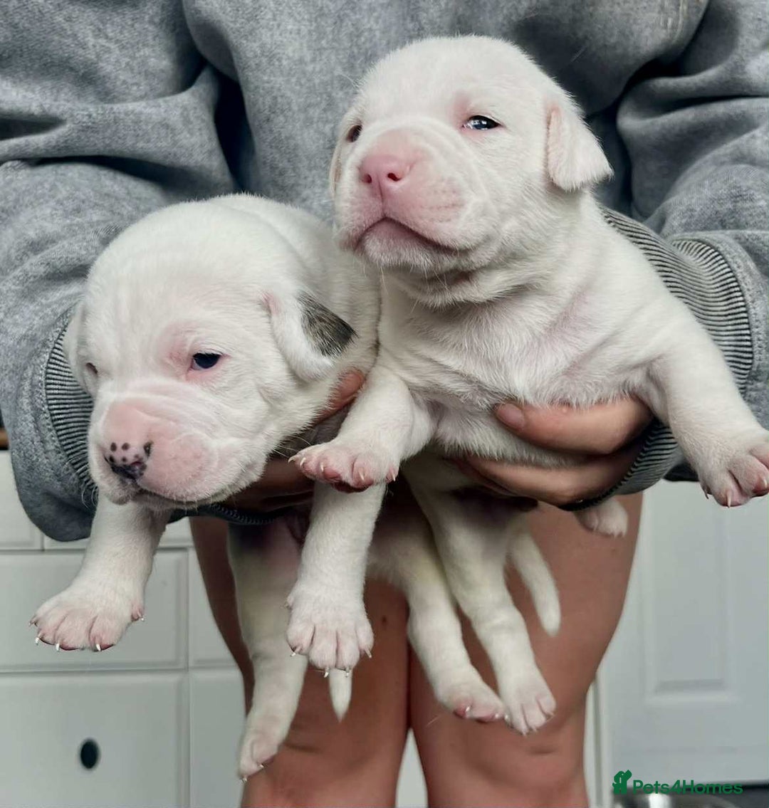 American Bulldog dogs for sale: Beautiful American bulldog puppies for sale - Image 14