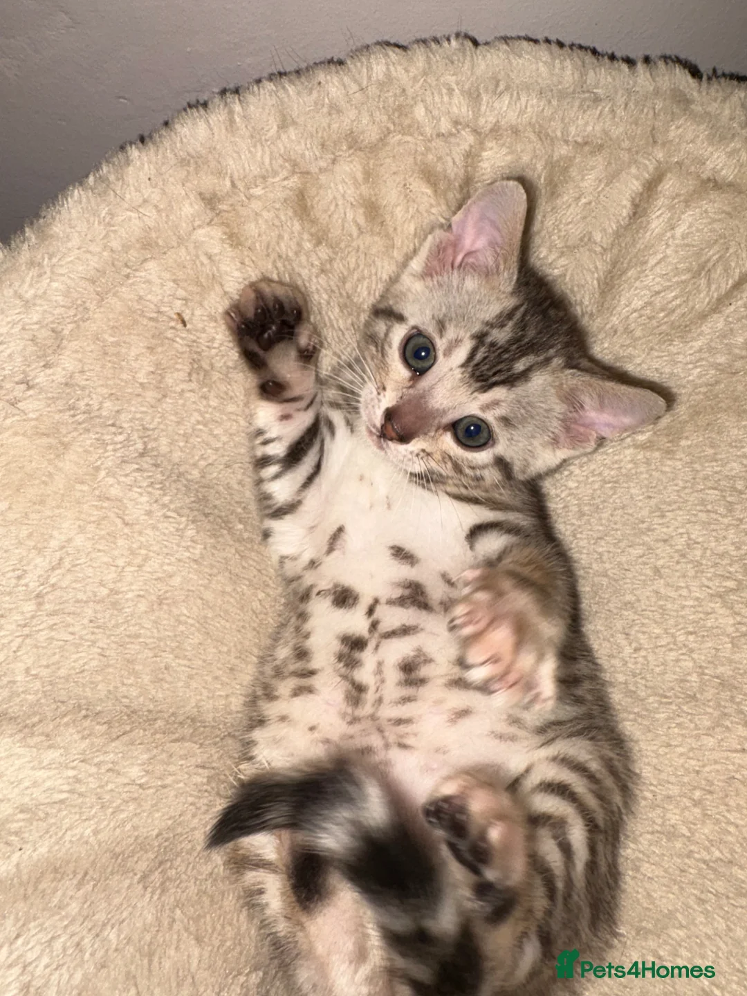 Bengal cats for sale: Pure Bengal kittens  - Advert 1