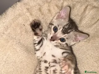 Bengal cats Pure Bengal kittens - Advert 10