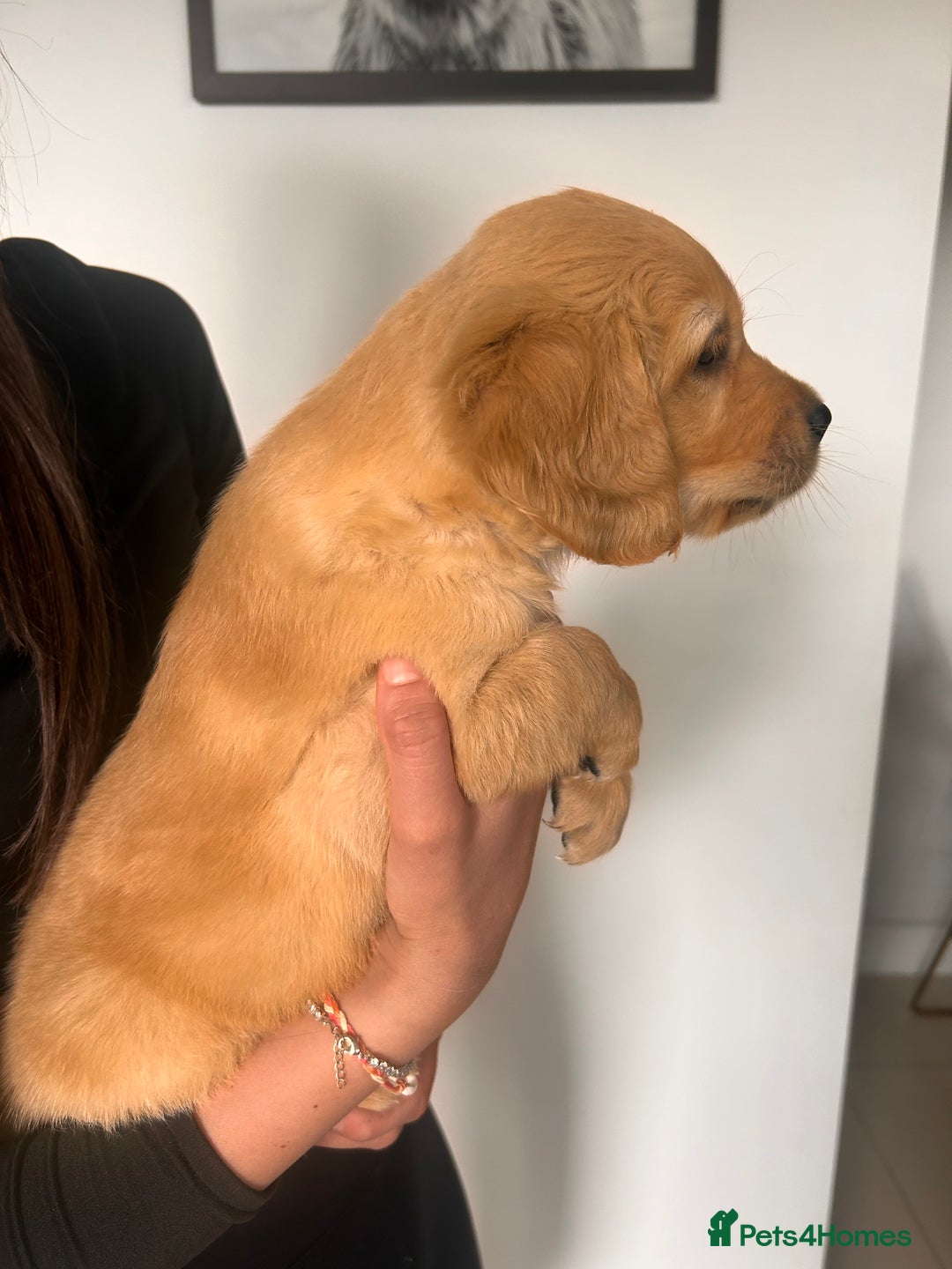 Golden Retriever dogs for sale: Golden Retriever Puppies  - Image 33