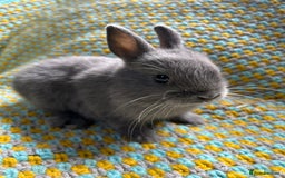 Netherland Dwarf rabbits for sale: Vaccinated Netherland Dwarf Rabbits - Image 23