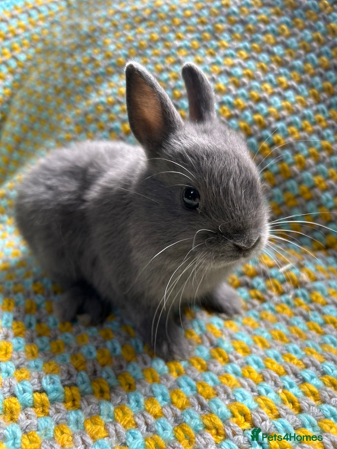 Netherland Dwarf rabbits for sale: Vaccinated Netherland Dwarf Rabbits - Image 23