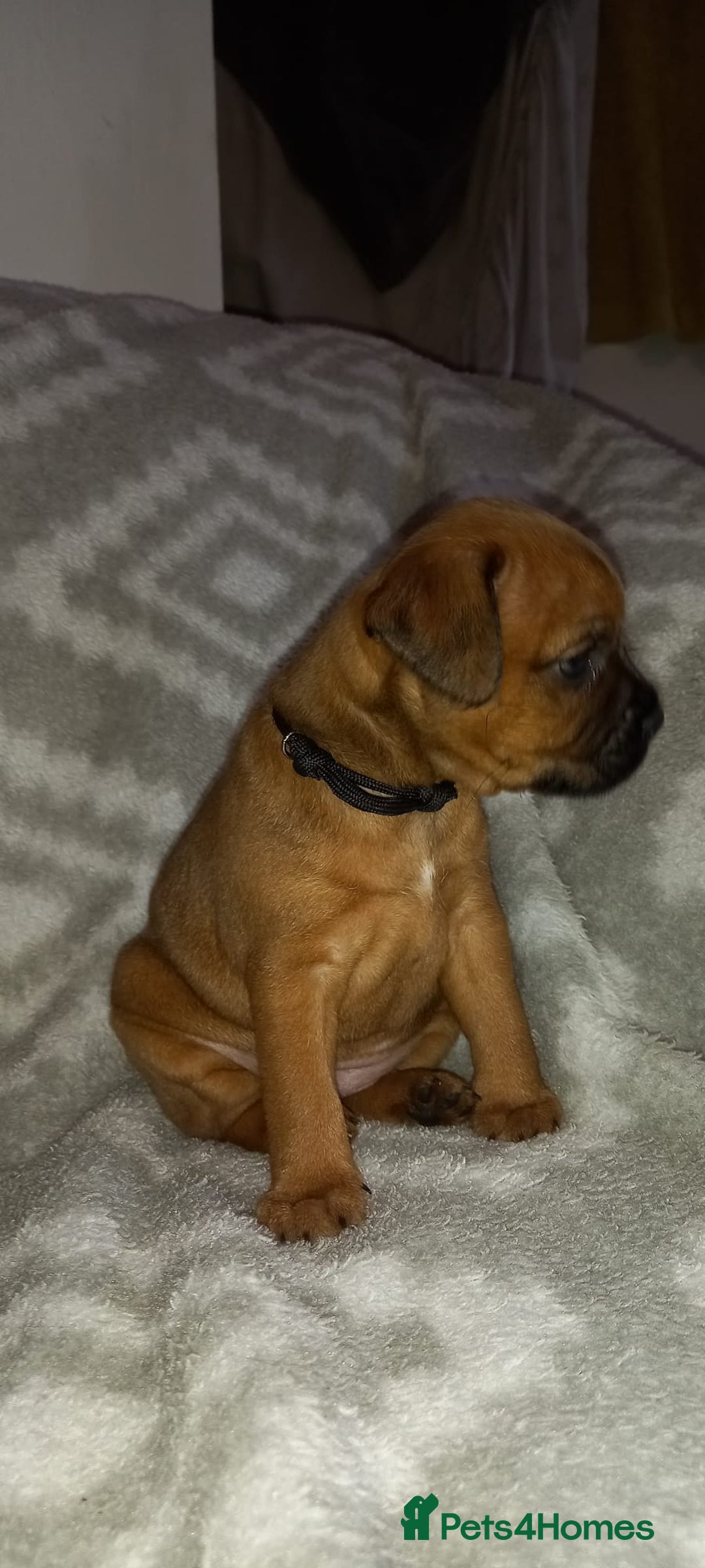 Patterdale Terrier dogs for sale: PATTERDALE TERRIER SMOOTH HAIRED MOTHER  - Image 25