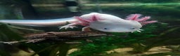 Axolotl reptiles for sale: Two healthy male axolotls, leucisistic and Wild - Advert 1
