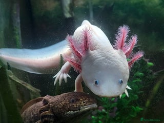 Axolotl reptiles Two healthy male axolotls, leucisistic and Wild - Advert 4