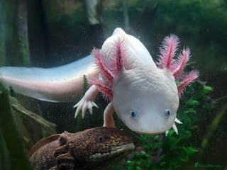 Axolotl reptiles Two healthy male axolotls, leucisistic and Wild - Advert 2