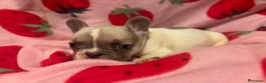Delilah 