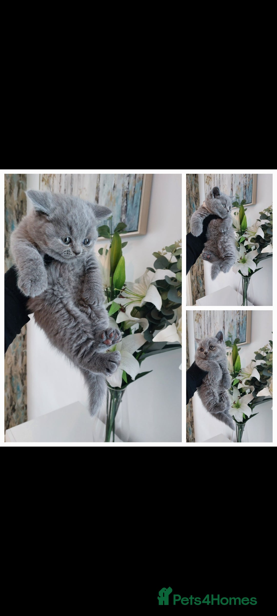British Shorthair cats for sale: ‼️PRESTIGIOUS‼️🏆CH SIRED FEMAL - Advert 16