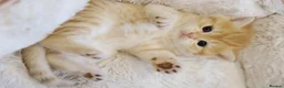 British Shorthair cats for sale: Gorgeous BSH golden kittens pedigree TICA - Advert 21