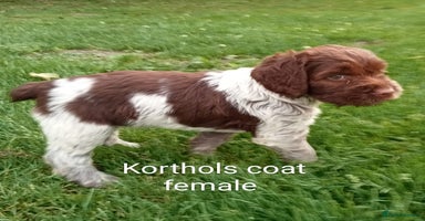 Mixed Breed dogs - Advert 3
