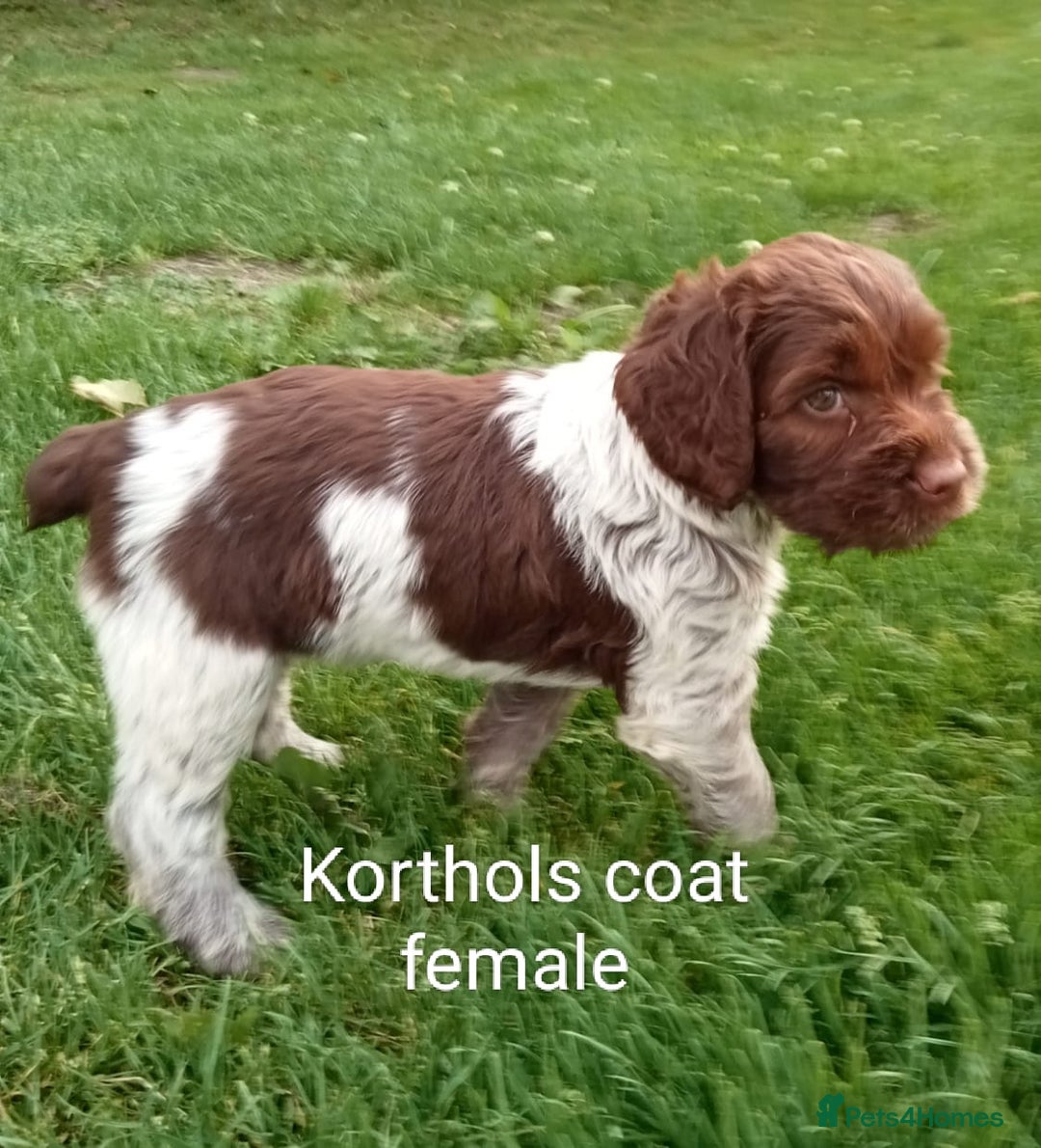 Mixed Breed dogs for sale: New Norfolk Spaniels- Ready Now - Image 3