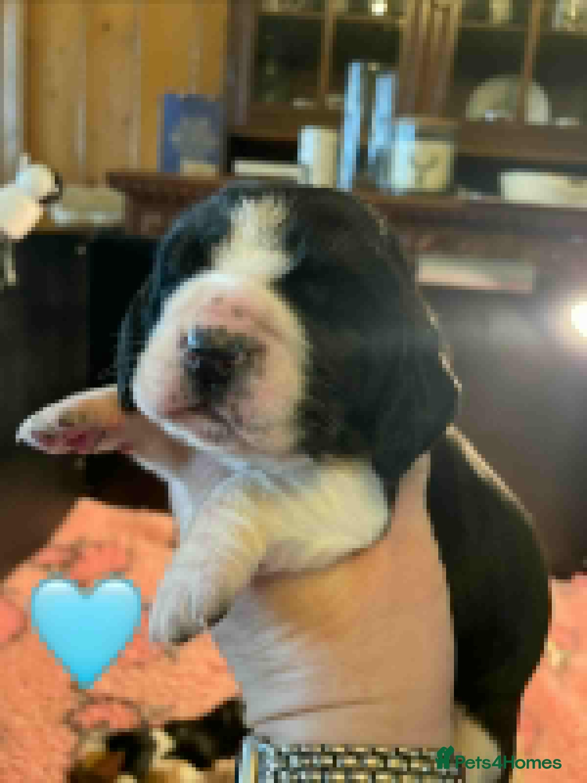 Mixed Breed dogs Hush puppies! Basset x cocker - Advert 2