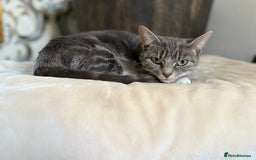 British Shorthair cats for sale: Misty is for salr - Image 2