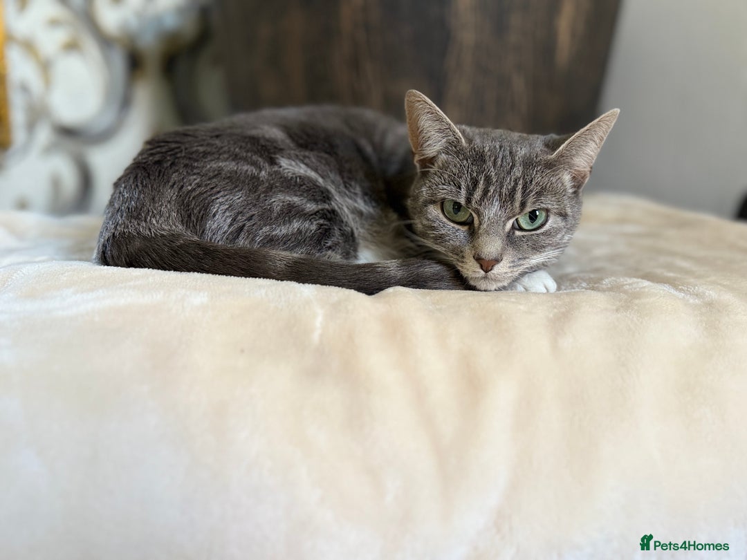 British Shorthair cats for sale: Misty is for salr - Image 2