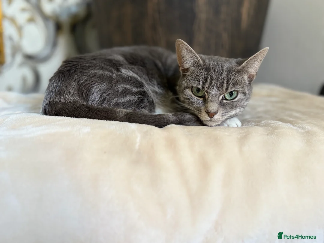 British Shorthair cats for sale: Misty is for sale - Advert 2