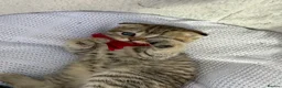 Scottish Fold cats for sale: Scottish Fold - Advert 6