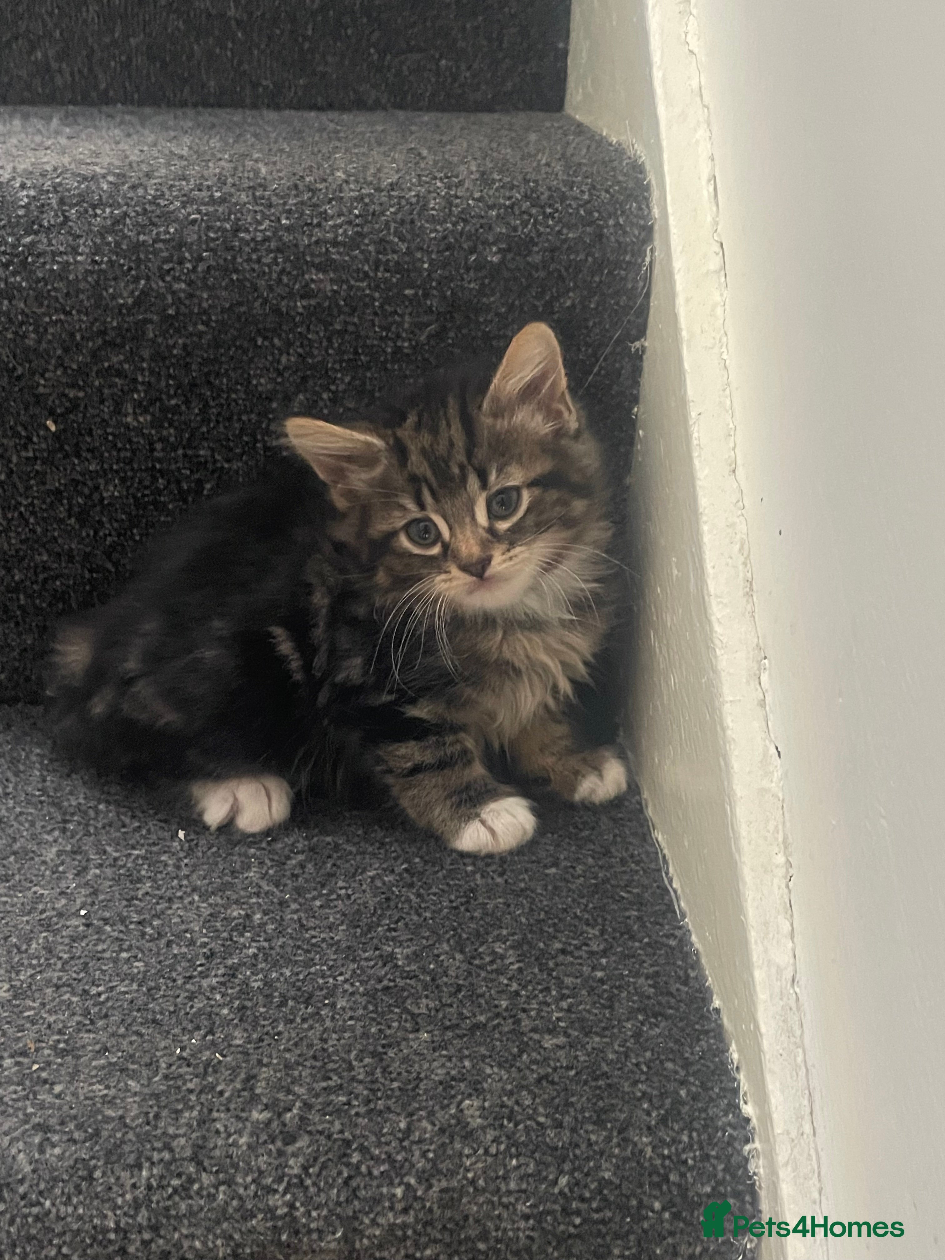 Mixed Breed cats 🐾 2 Gorgeous Kittens for Sale 🐾 - Advert 2