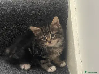 Mixed Breed cats 🐾 2 Gorgeous Kittens for Sale 🐾 - Advert 3