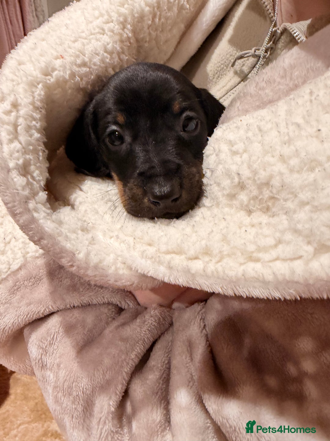 Mixed Breed dogs for sale: Docker puppies for sale  - Advert 21