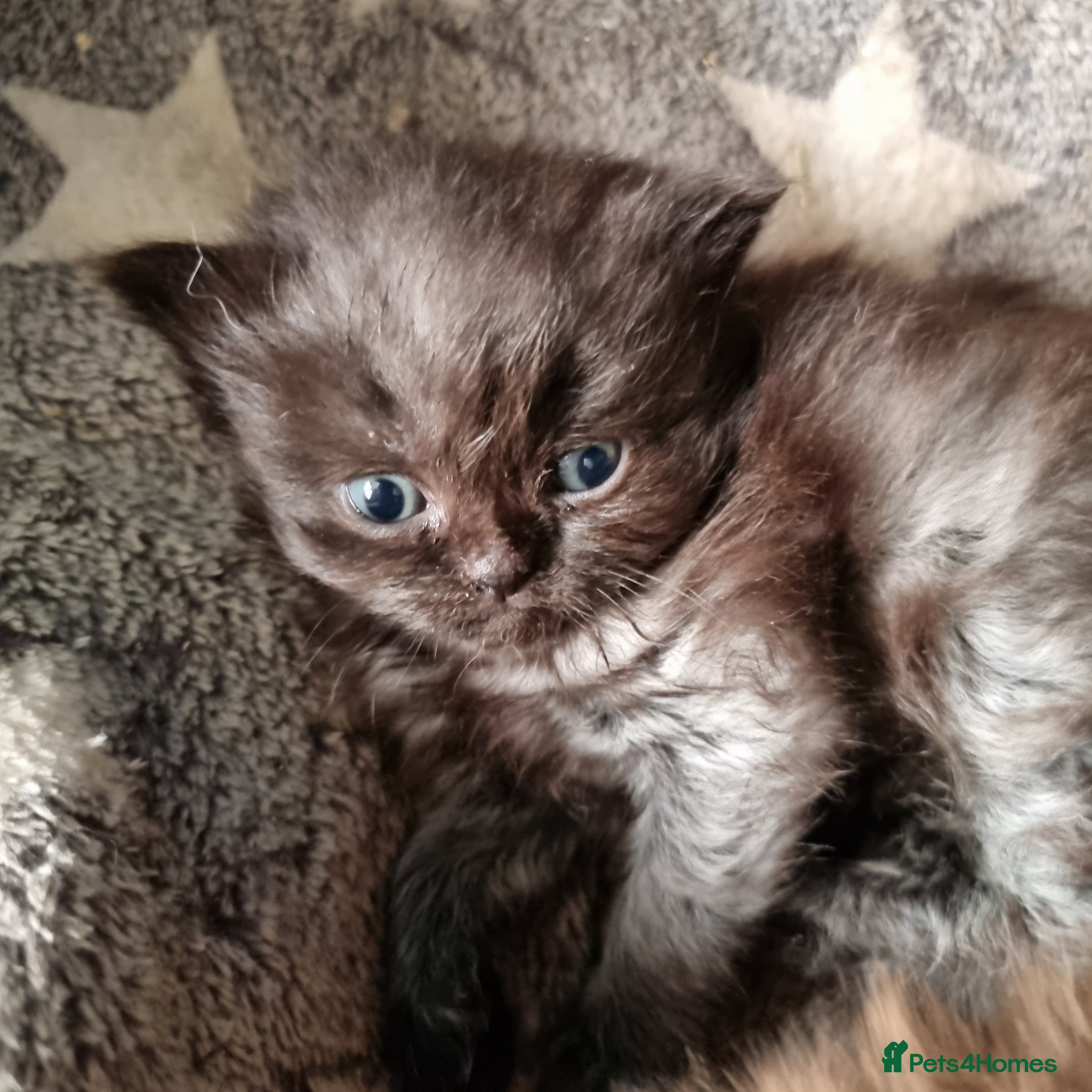 British Shorthair cats Beautiful kitten's  - Advert 15