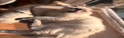 Ragdoll cats for sale: Goose - ragdoll x Siamese looking for a home - Advert 7