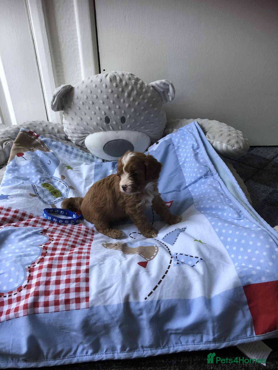 Cavapoo dogs for sale: Beautiful F1 Cavapoo puppies  - Image 16