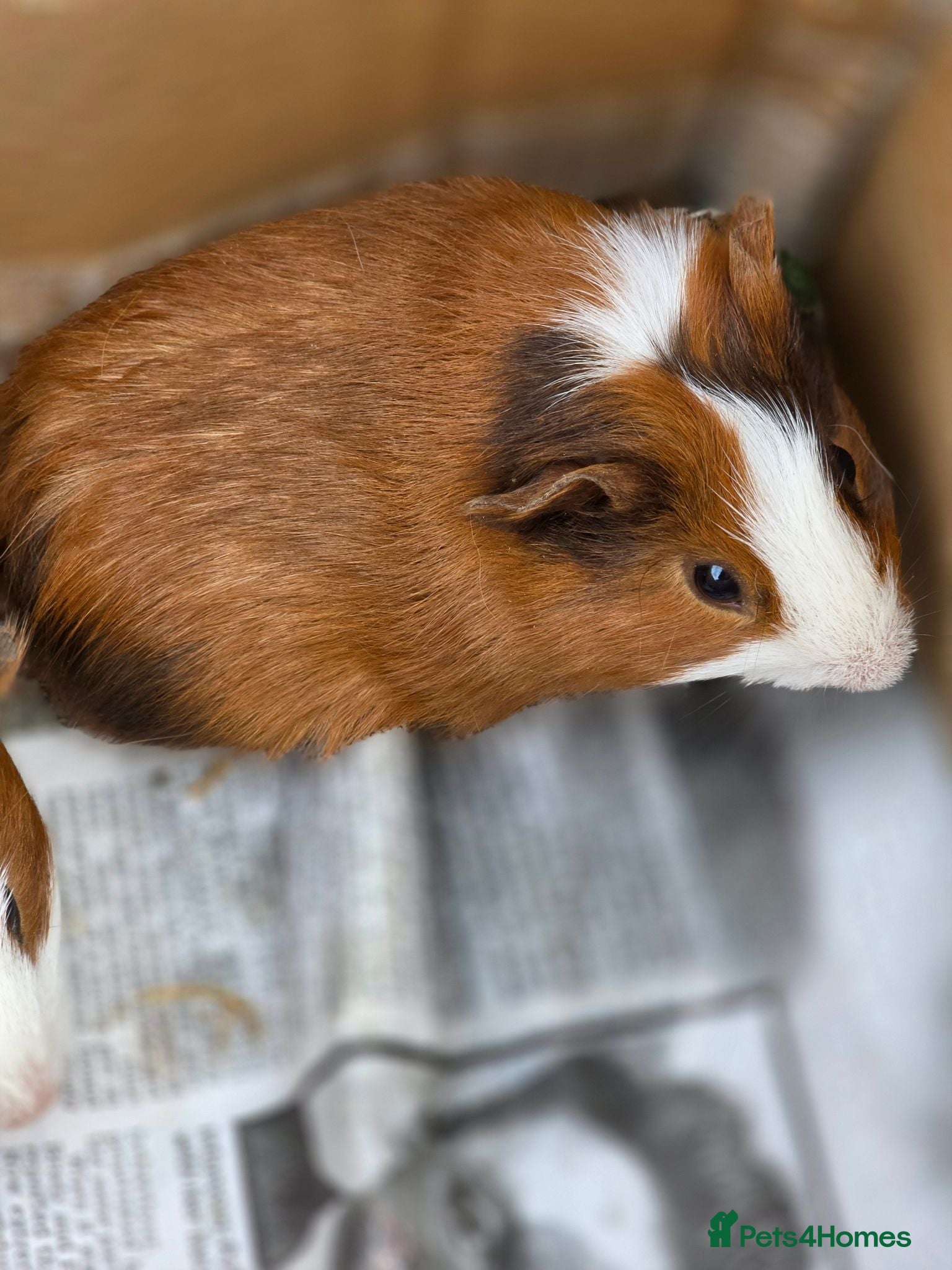 Guinea Pig rodents Baby Male Guinea Pigs For Sale - Advert 1