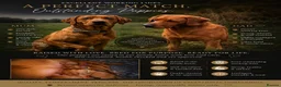 Labrador Retriever dogs for sale: Dark Fox Red Labrador Puppies – Exceptional Lines - Advert 36